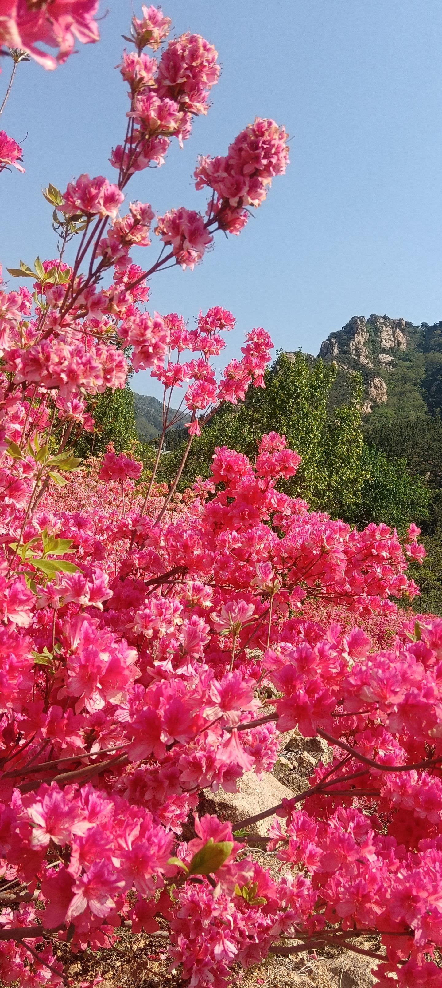 春染罗山，值得一看