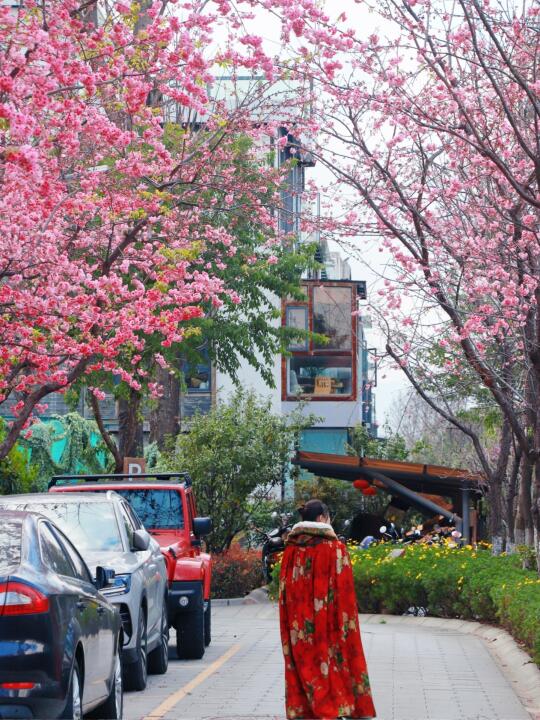 3.16大理山水间樱花实拍，下周末迎来盛花期