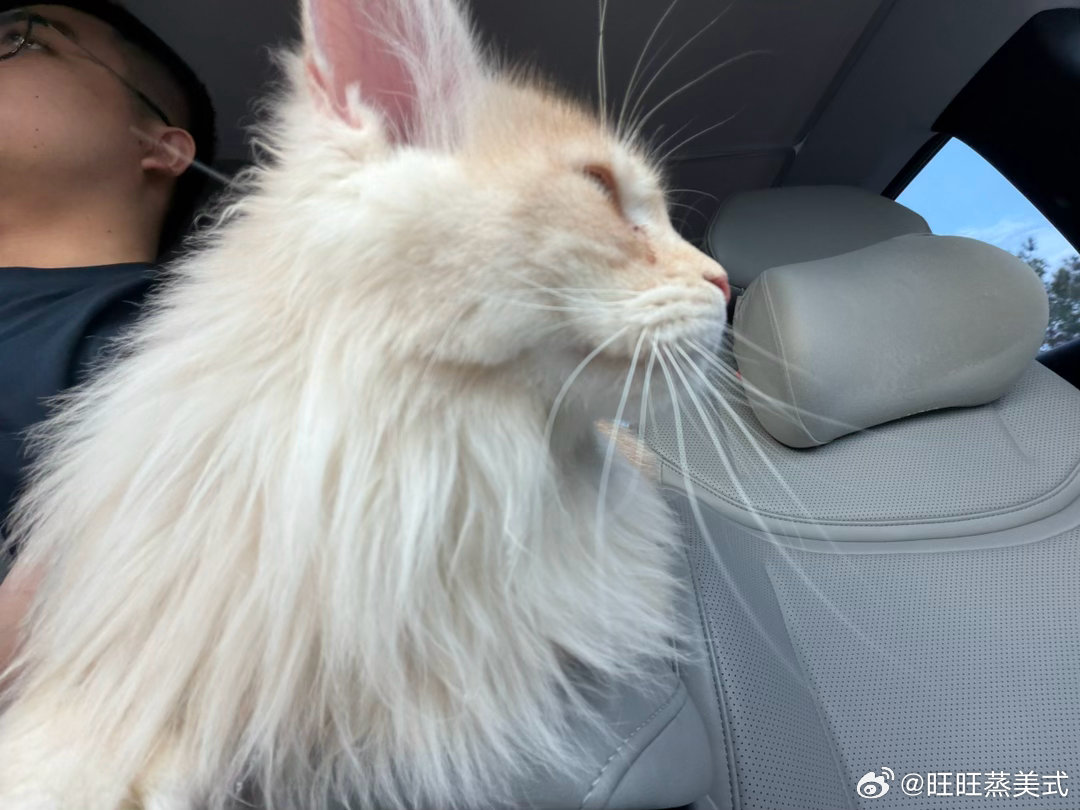 猫猫接回来也有三个月了终于放下防备肯主动上来贴贴了每天都有人主动上来贴贴的感觉真