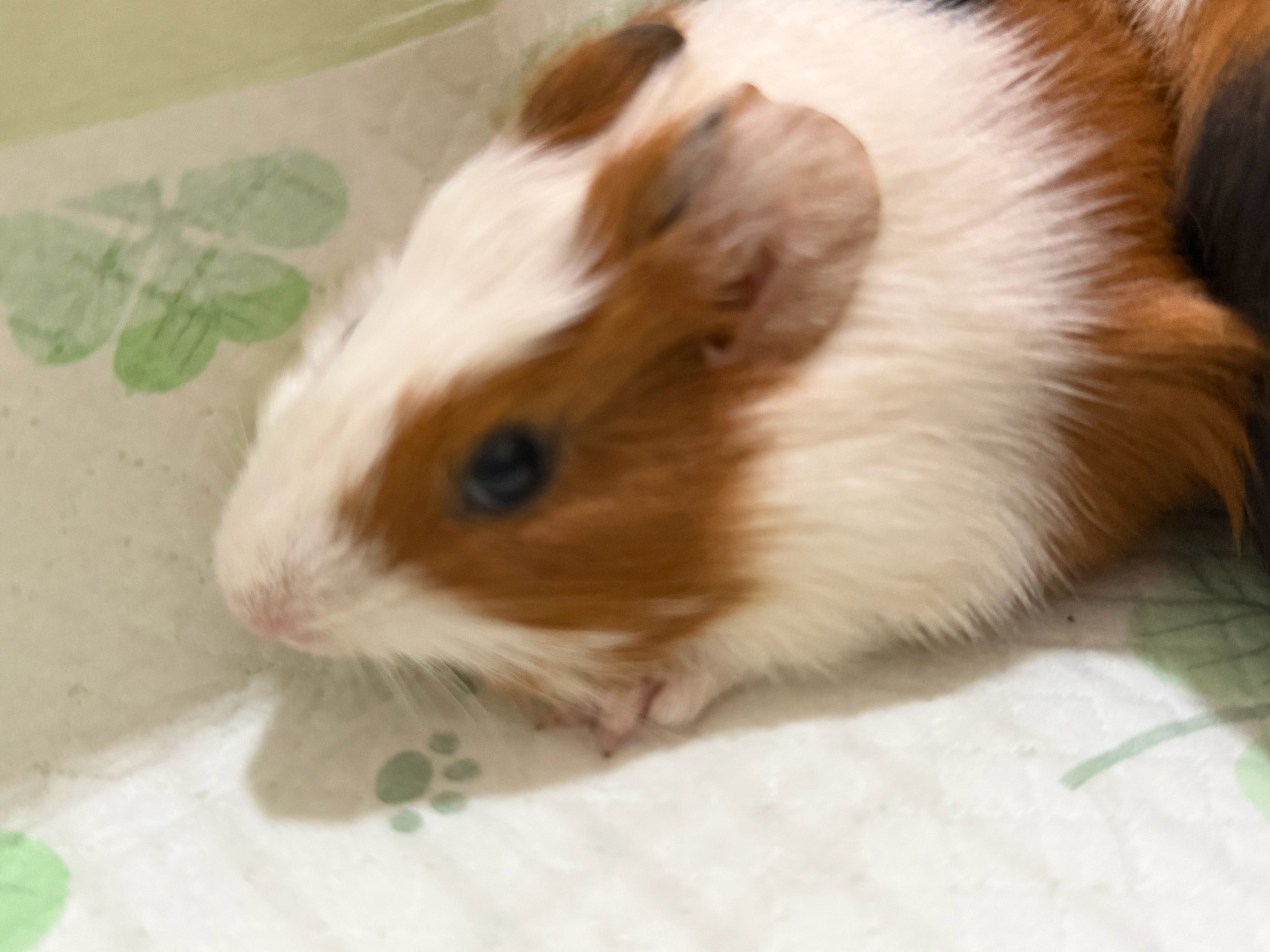 小猪🐷 ​​​