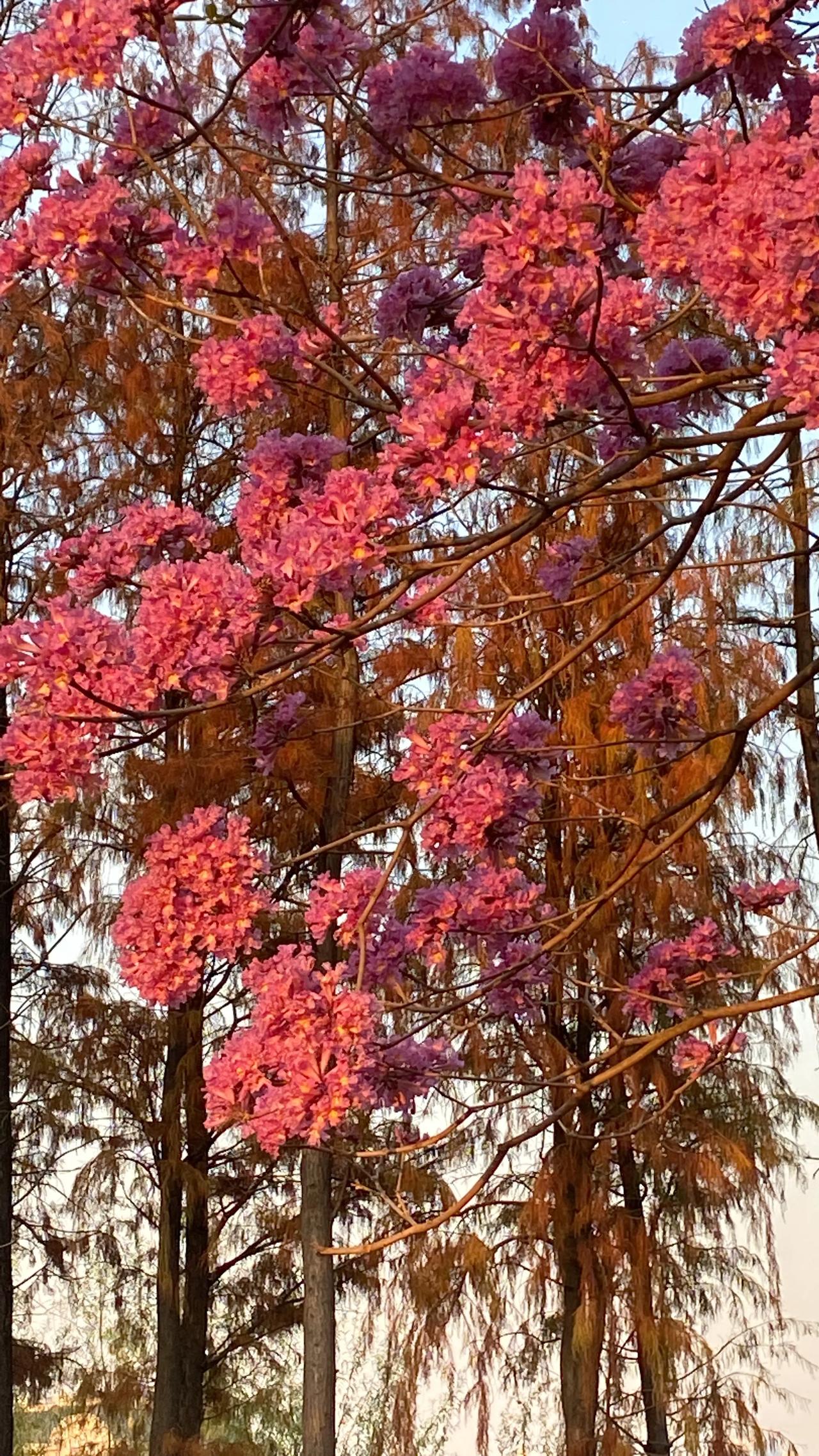 美丽的紫花风铃。
25年1月13日于顺德北滘君兰河堤