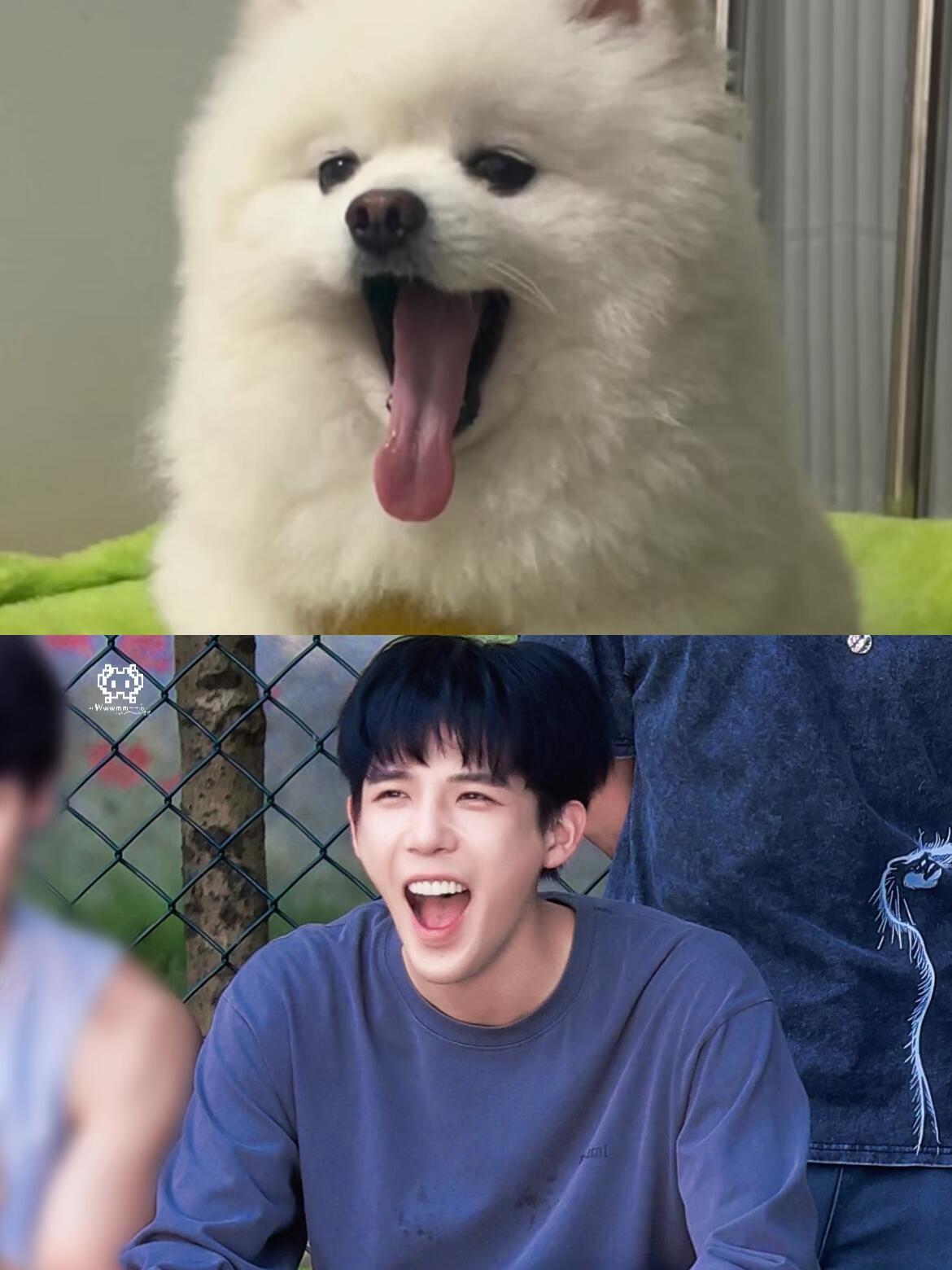 找不同完全小狗这怎么分辨得出来嘛…王安宇  | 