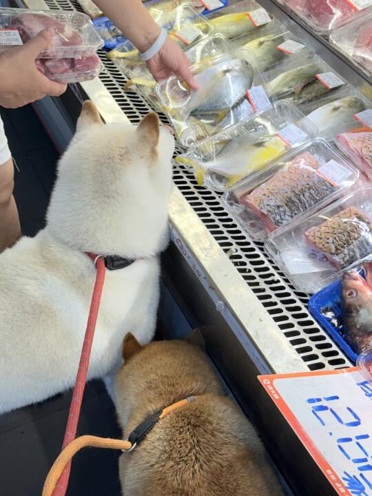 🐶：今晚吃啥好呢