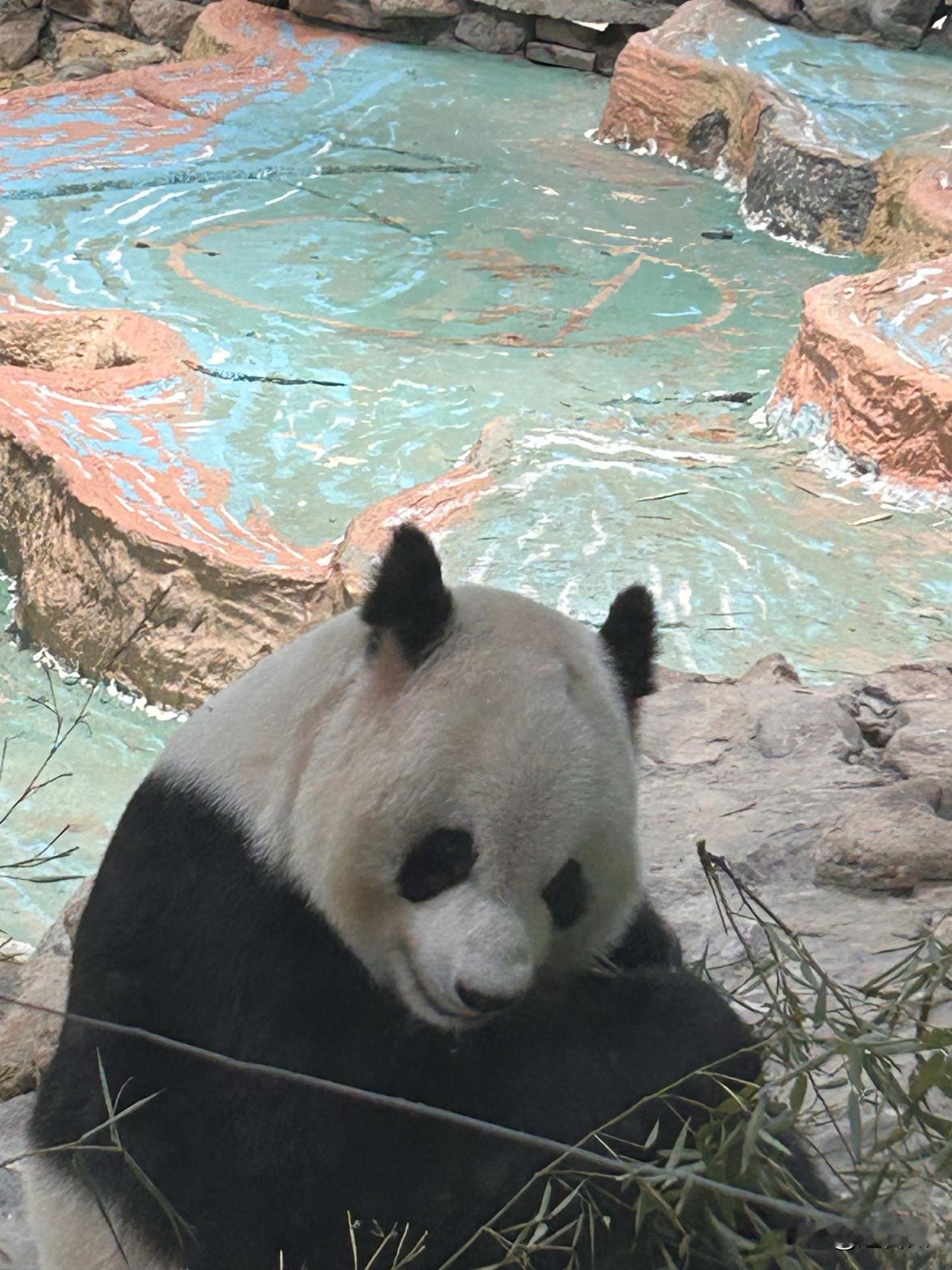 逛温岭长屿硐天，专门打卡了景区里的熊猫馆🐼。没想到在台州，就能近距离见到国宝大