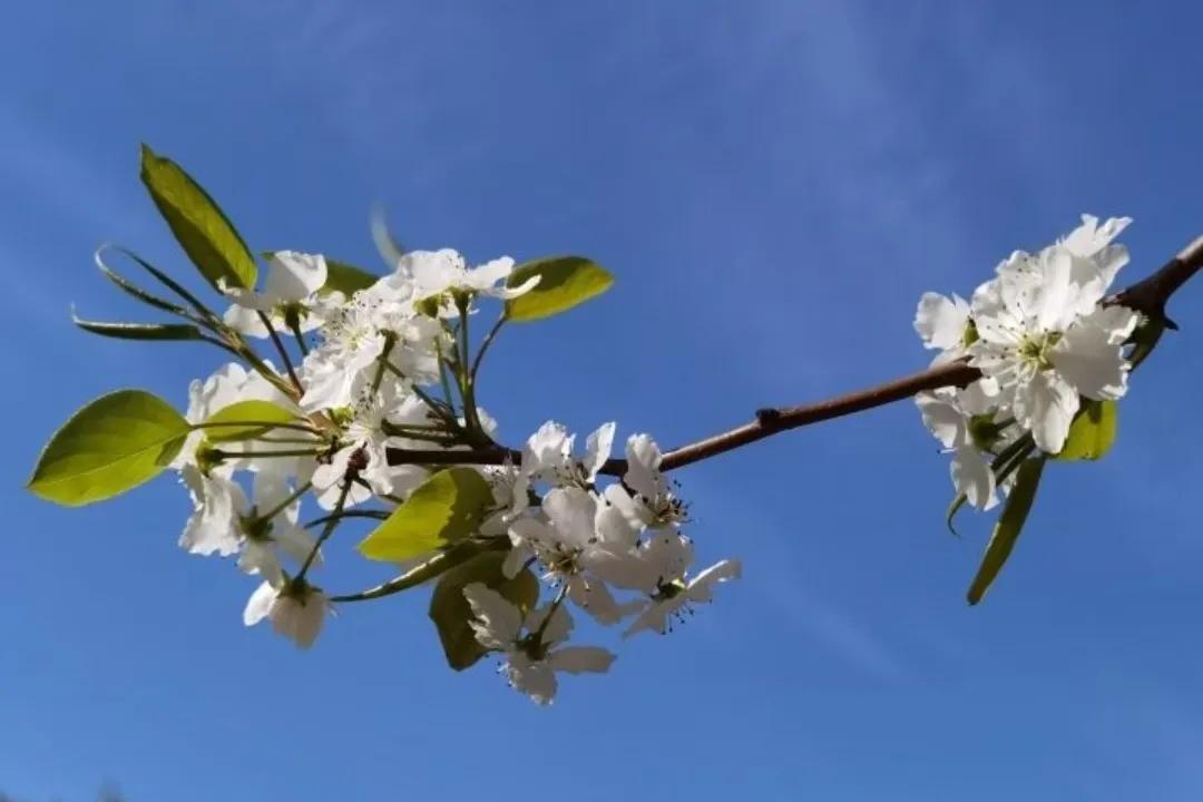 上联：品茶赋诗花作伴
下联：赏花观书友为邻
【图片来源于网络】