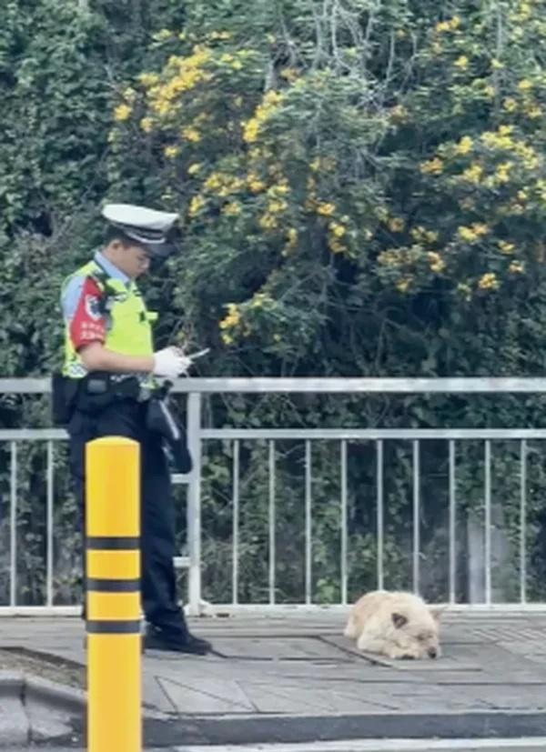 你好，这里不让停狗
梗图 搞笑