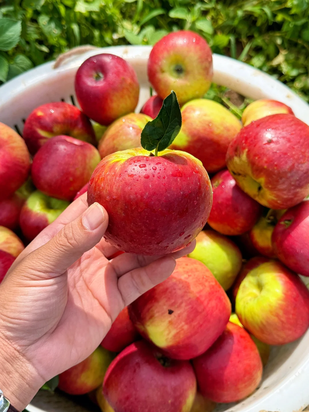 你不是不爱吃苹果🍎你只是不爱吃冻库苹果