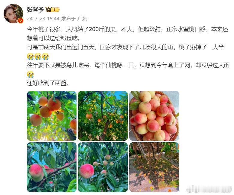 #张馨予种的桃子没躲过大雨#张馨予种的桃树结了两百斤果，本来还想着送给粉丝一起吃