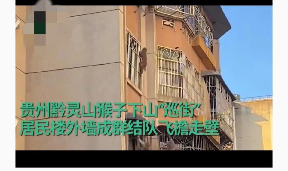 太可爱啦！贵州黔灵山猴子下山“巡街” 居民楼外墙成群结队飞檐走壁。
      