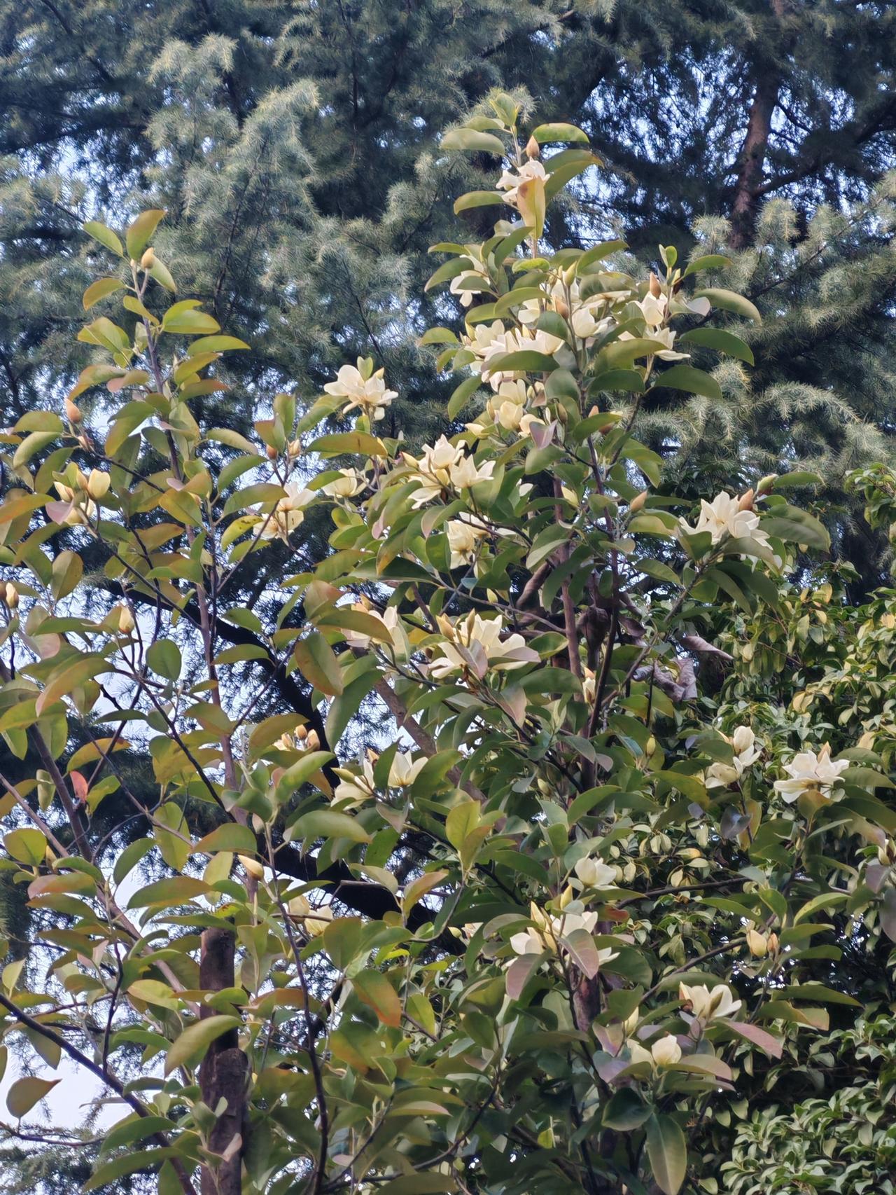 置顶的还没过关，差100多个，加油加油！