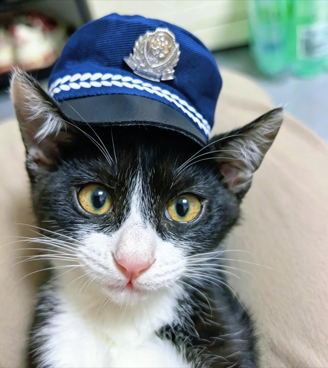 无论如何，让我邦邦您。daily奶牛猫 （投稿：） 