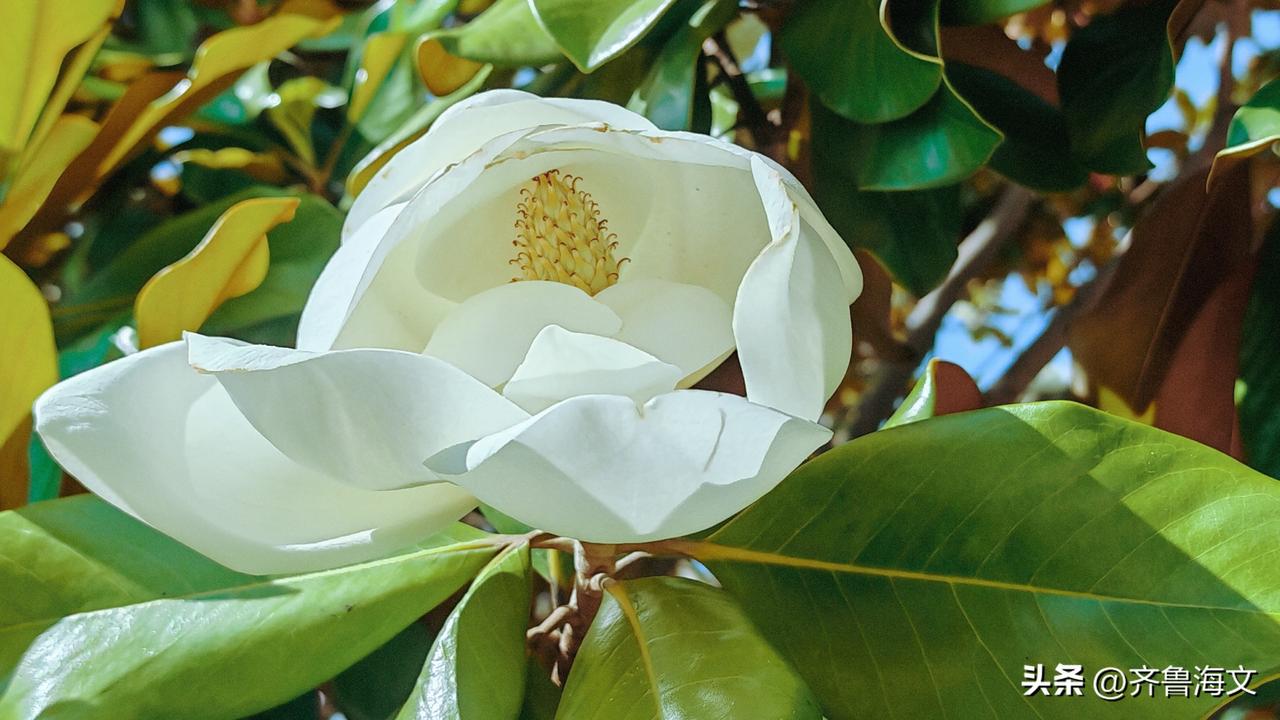 远远望去，浓绿树冠间浮着朵朵白莲——那样硕大、饱满，却毫不张扬。走近细看，花瓣厚