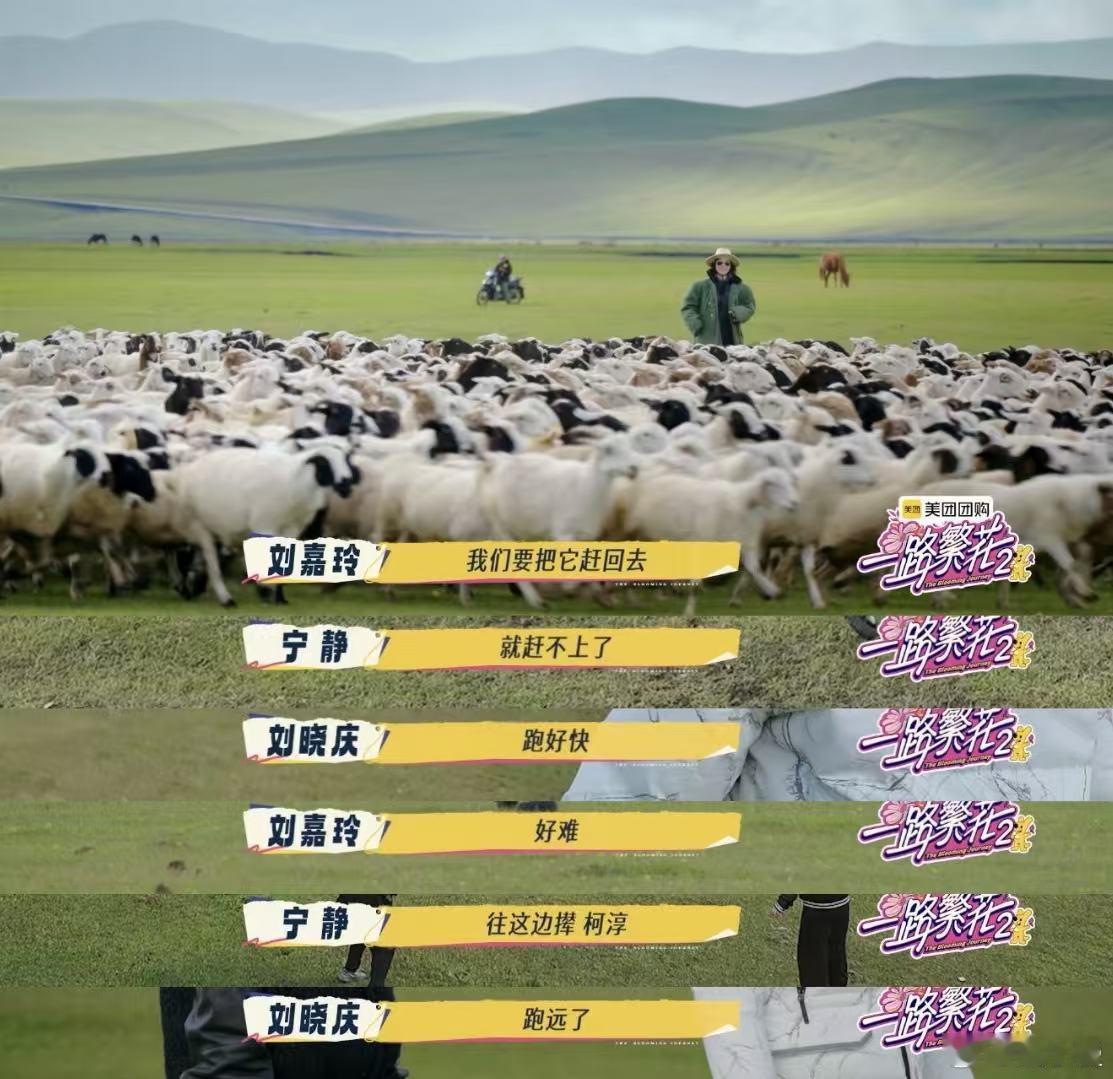 柯淳抓羊都用霸总语录学牧羊犬汪汪叫就算了，跑起来头发丝都在使劲，活脱脱“人型牧羊