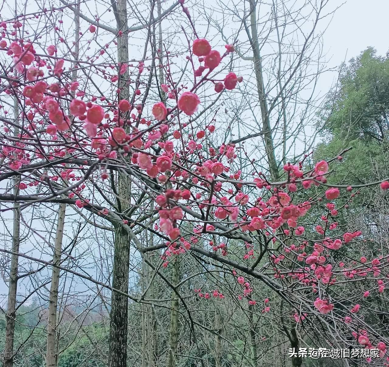 《冬日里的舞者：我老家的梅花》

在我老家的茶山下，有几排梅花静静伫立。它们的花