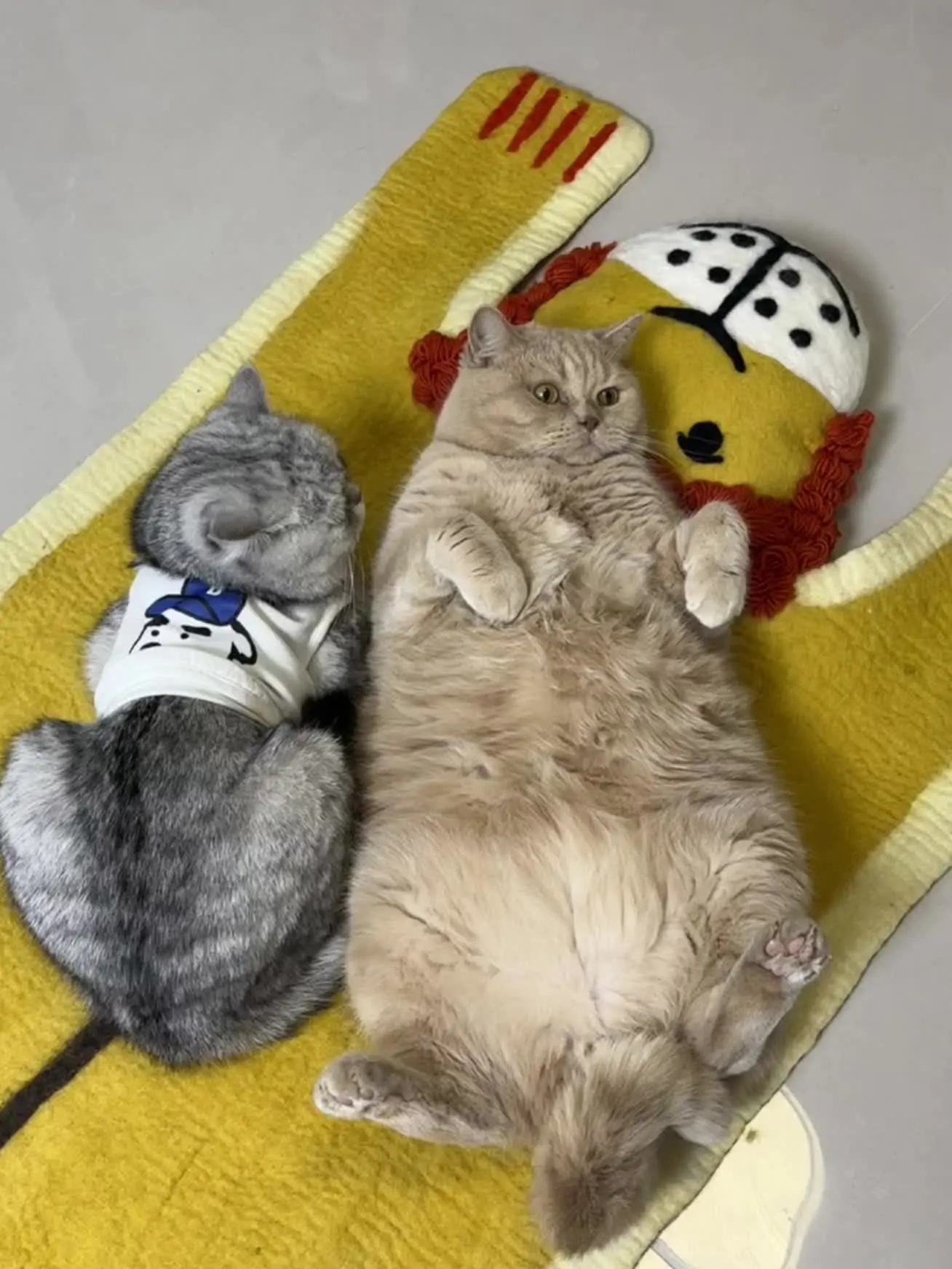 没更新的日子 有带着小猫在好好的生活