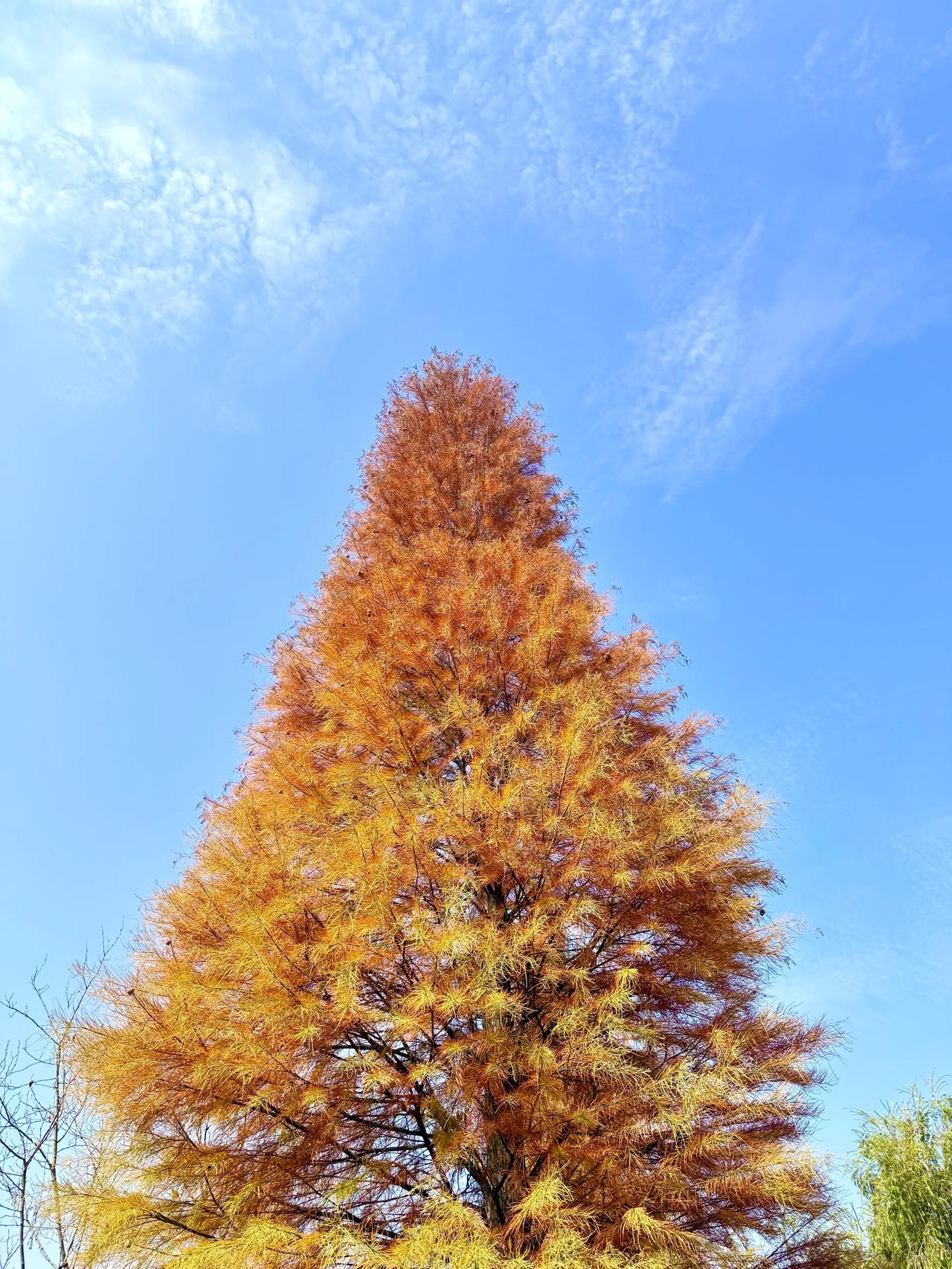 我是在初中才知道圣诞节的，因为那时同学间流行互赠明信片，内容基本都是“祝圣诞快乐