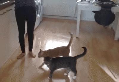 猫猫：尴尬，跳了跟没跳差不多 