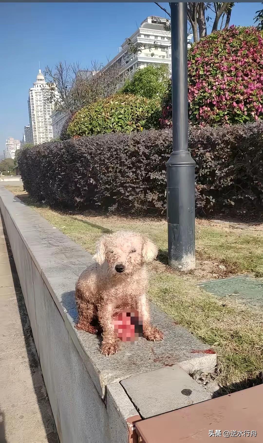 养狗场把剖腹产的小狗扔在了路边自生自灭。这只小狗是附近养狗场的种狗，因为难产只好