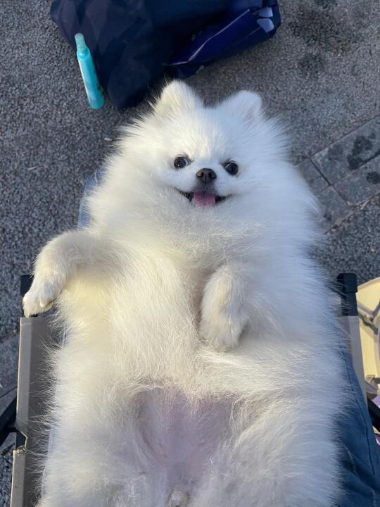 肚子上的毛是爱你的形状