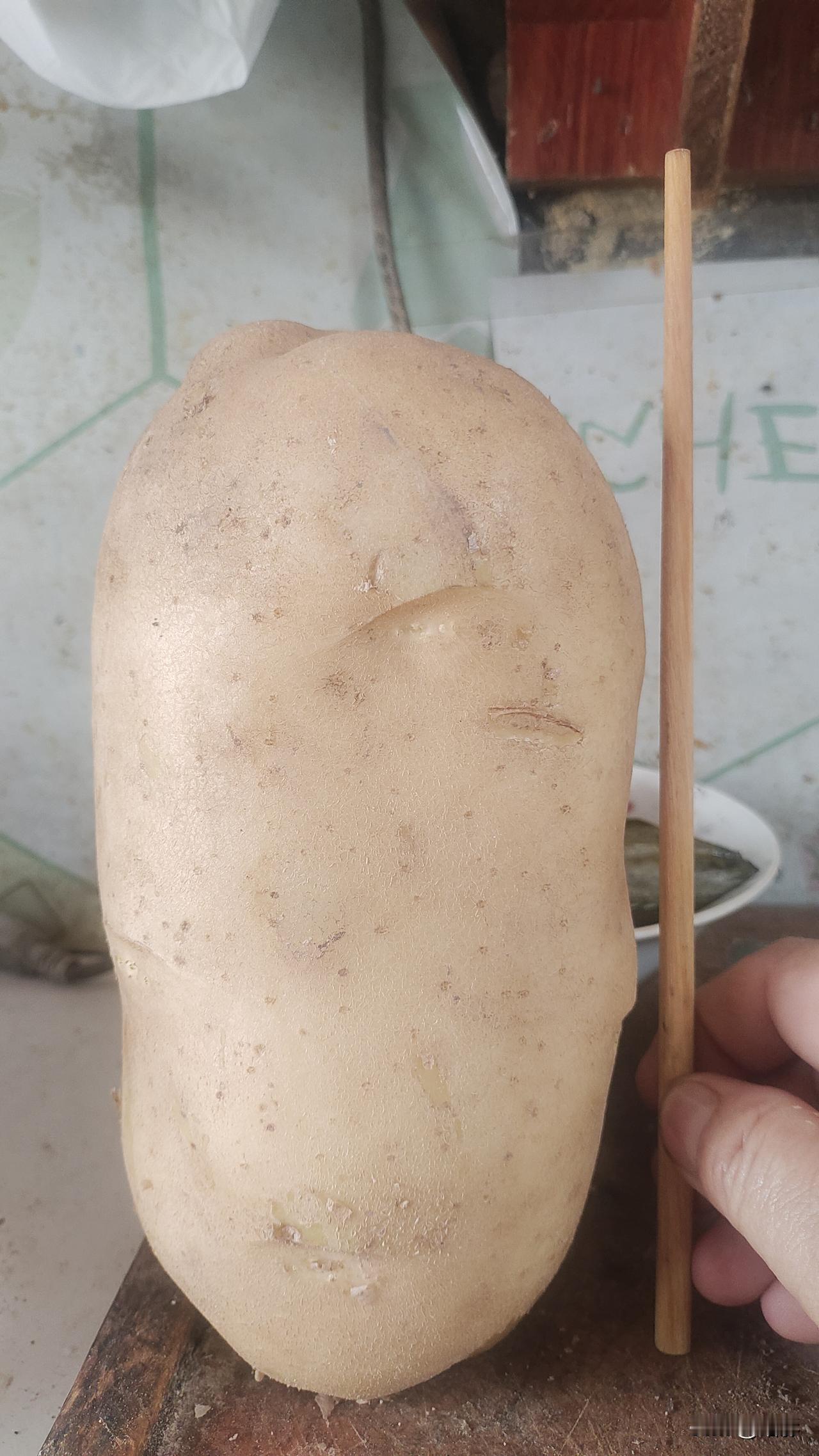 我认为我这块地蛋就是“土豆之王”。
昨天，邻居给我送来了一方便袋土豆，说是邻村有