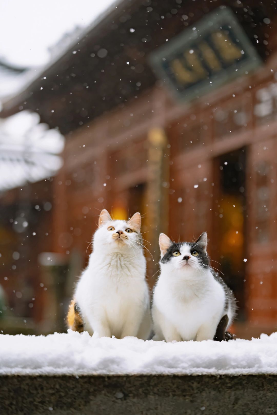要说观雪，还得看这两只猫球
