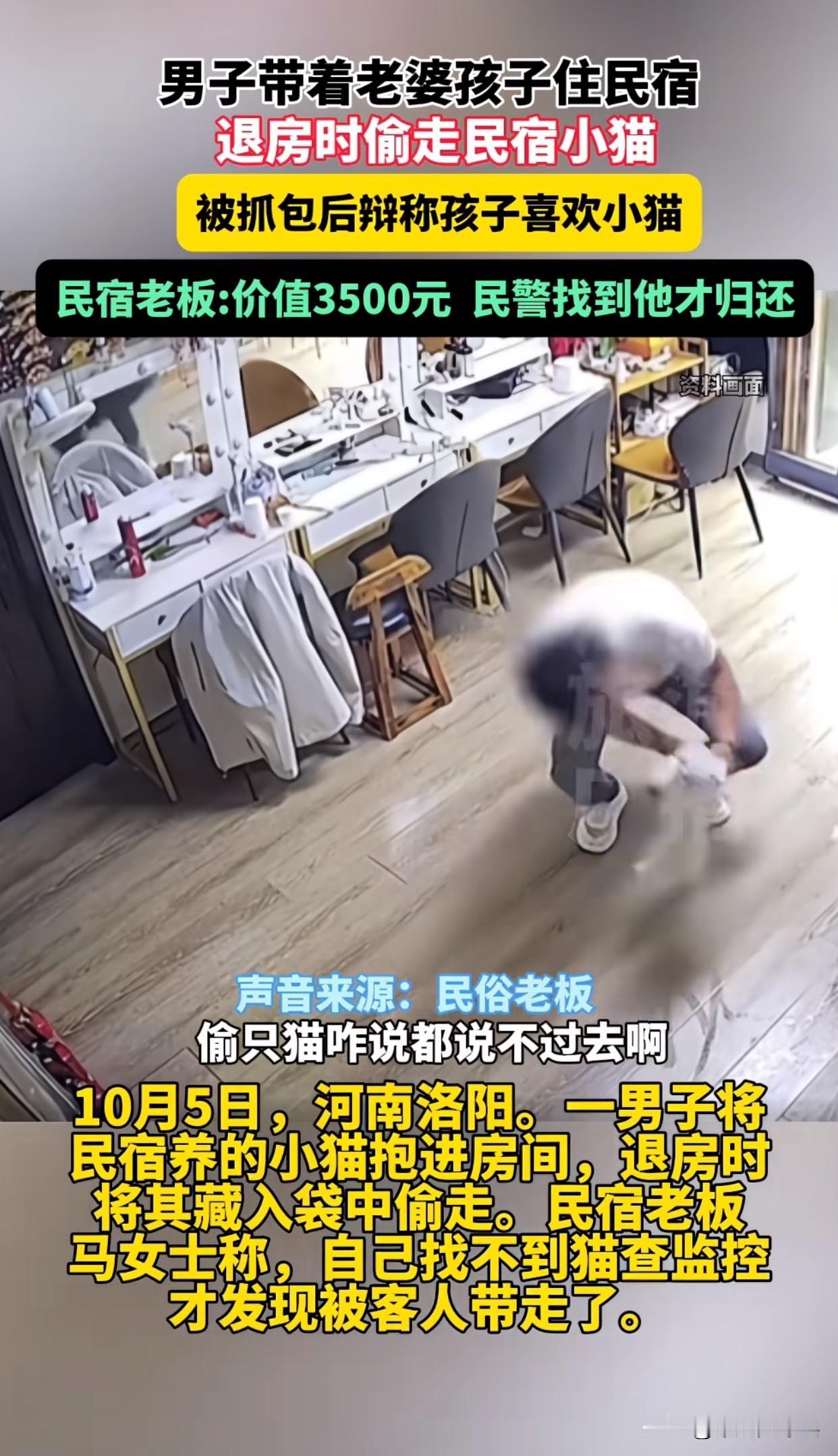 “真是林子大了什么鸟都有！”洛阳一家民宿里，马女士养的矮脚猫不见了。她本来以为小