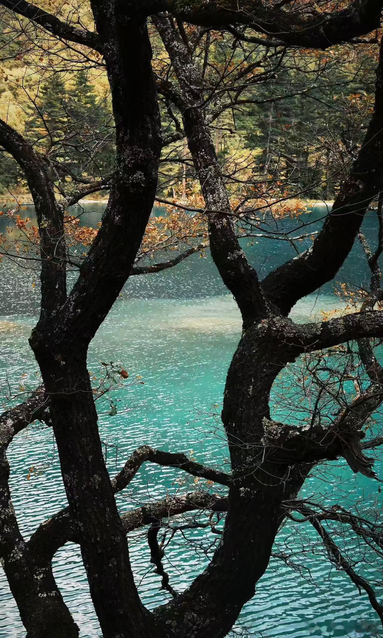 2025四川省文化和旅游发展大会 四川旅游顶流再出圈！近千家A级景区涵盖九寨童话