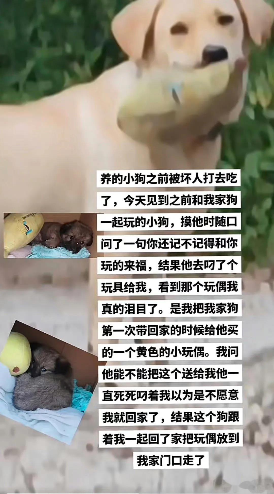 主人还有来福的照片，可是小狗只有来福的这个玩具了
狗狗小天使，它是带着爱离开的 
