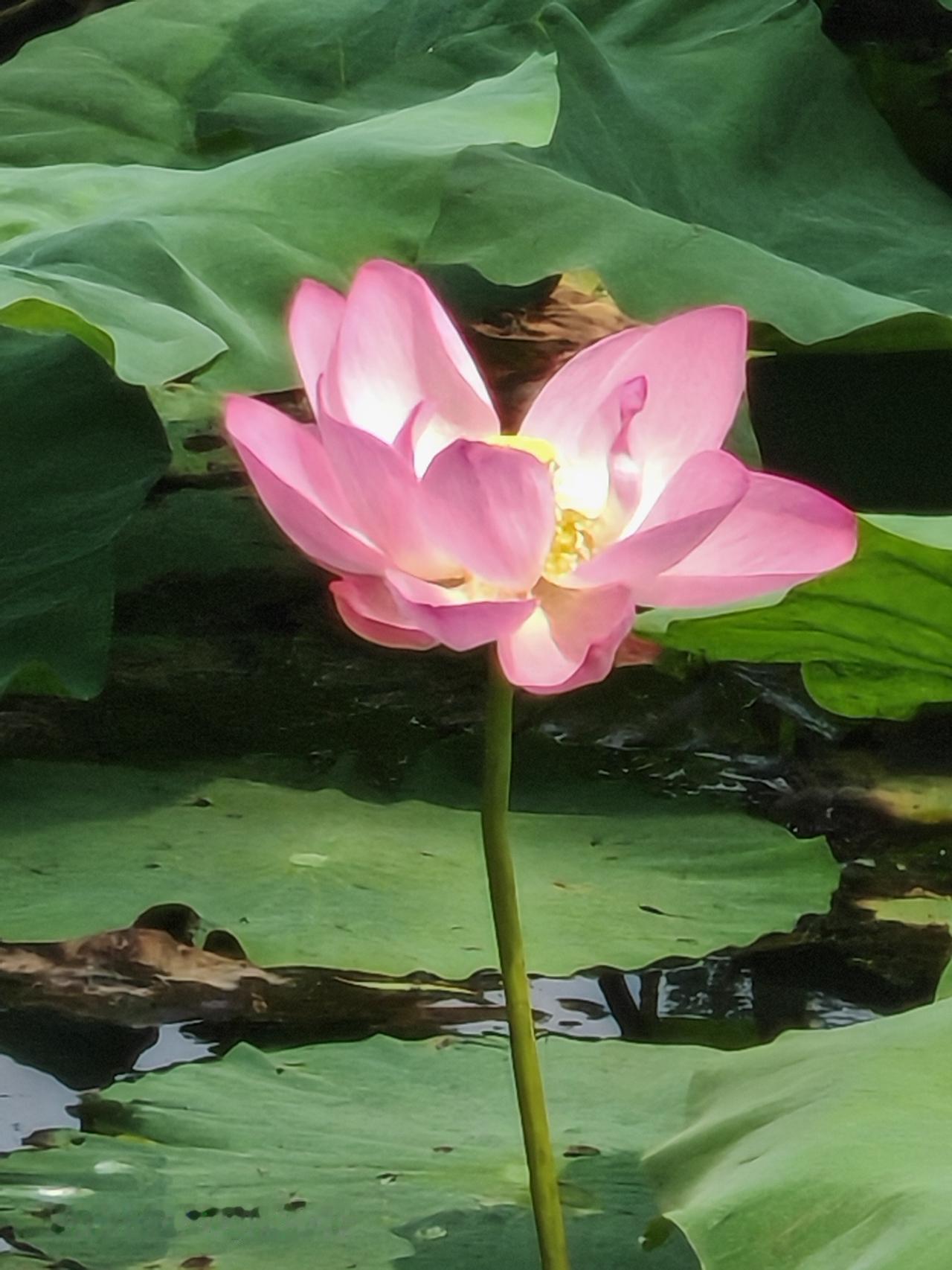 荷塘荷花映碧空，清香袅袅绕林间。北京通州大运河森林公园里荷花盛开