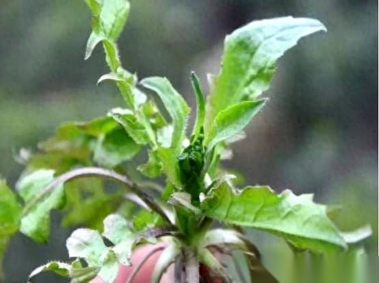 别再乱挖野菜了，有五种东西，长得比谁都“老实”，但送人上路的速度，比谁都快。
就