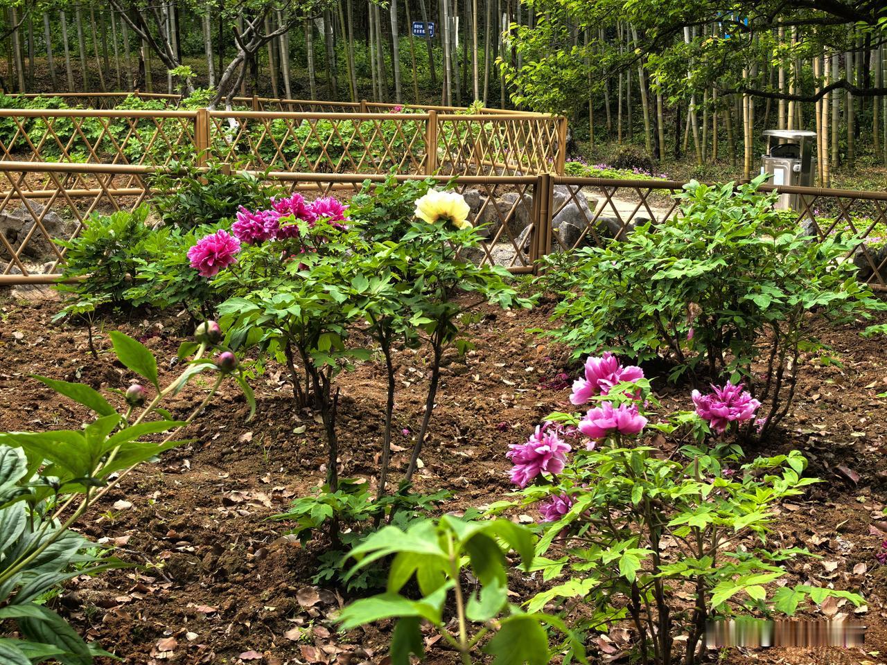 晒图笔记大赛四月古林，春风拂面，满园生机。牡丹园里千株名花盛放，红似火、粉如霞、
