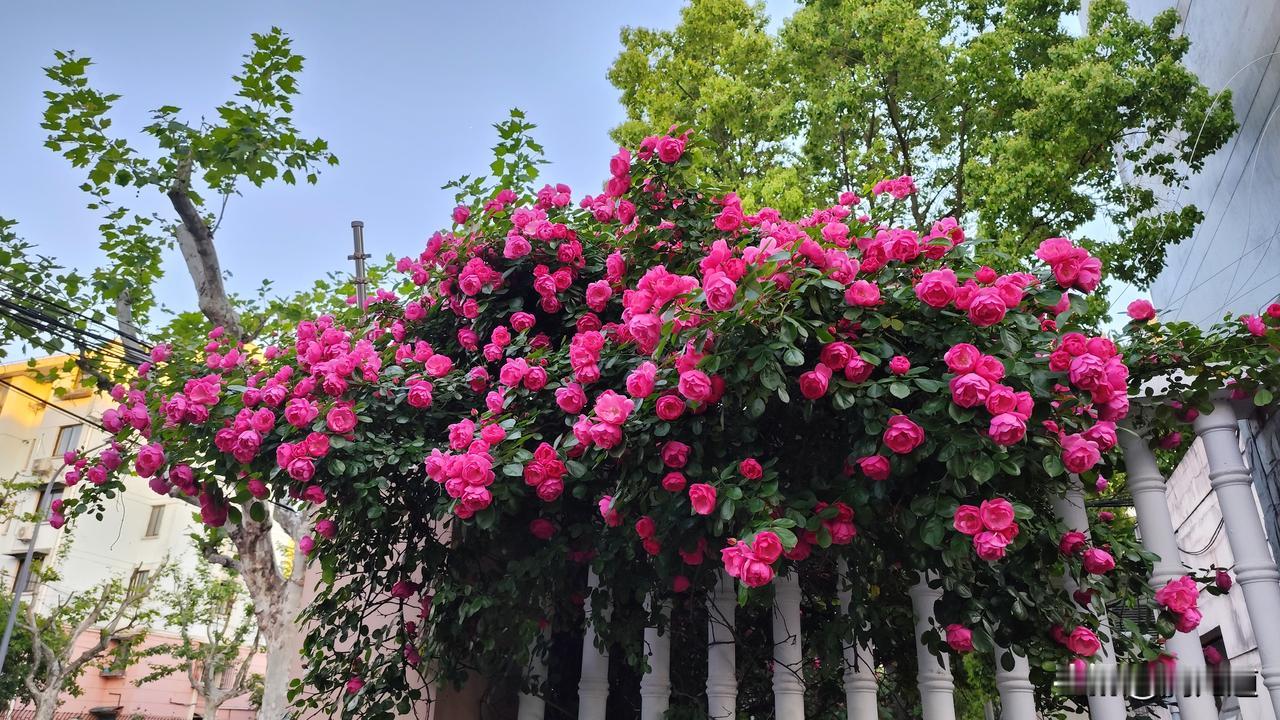 发一张你相册最近拍的花红五月花开艳丽