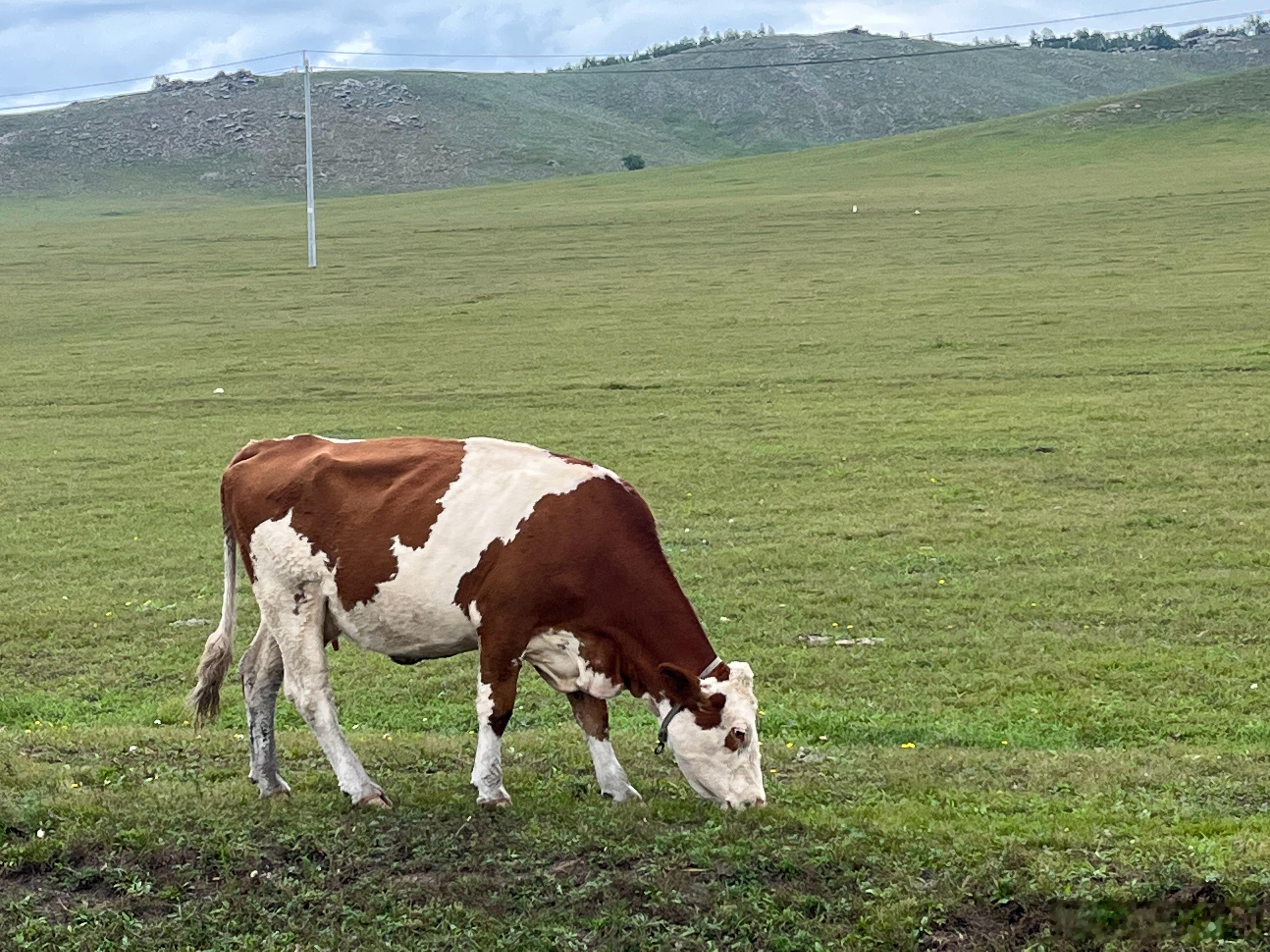 “牛马”看看牛马🐄plog牛马
