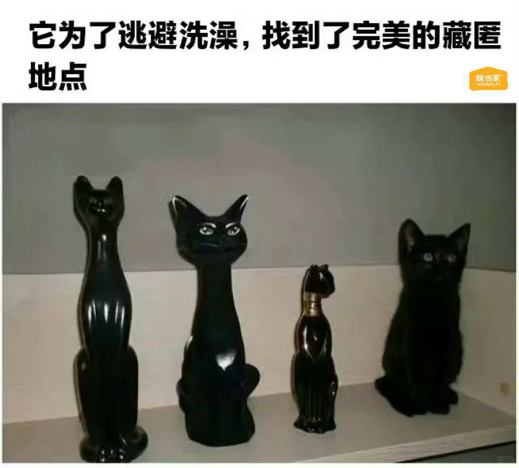 对你人生毫无意义的猫meme 