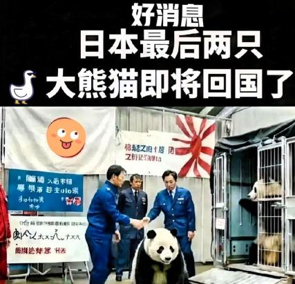 大熊猫要从日本接回中国了！

2026 年 2 月 20 日，注定是个让中日两国