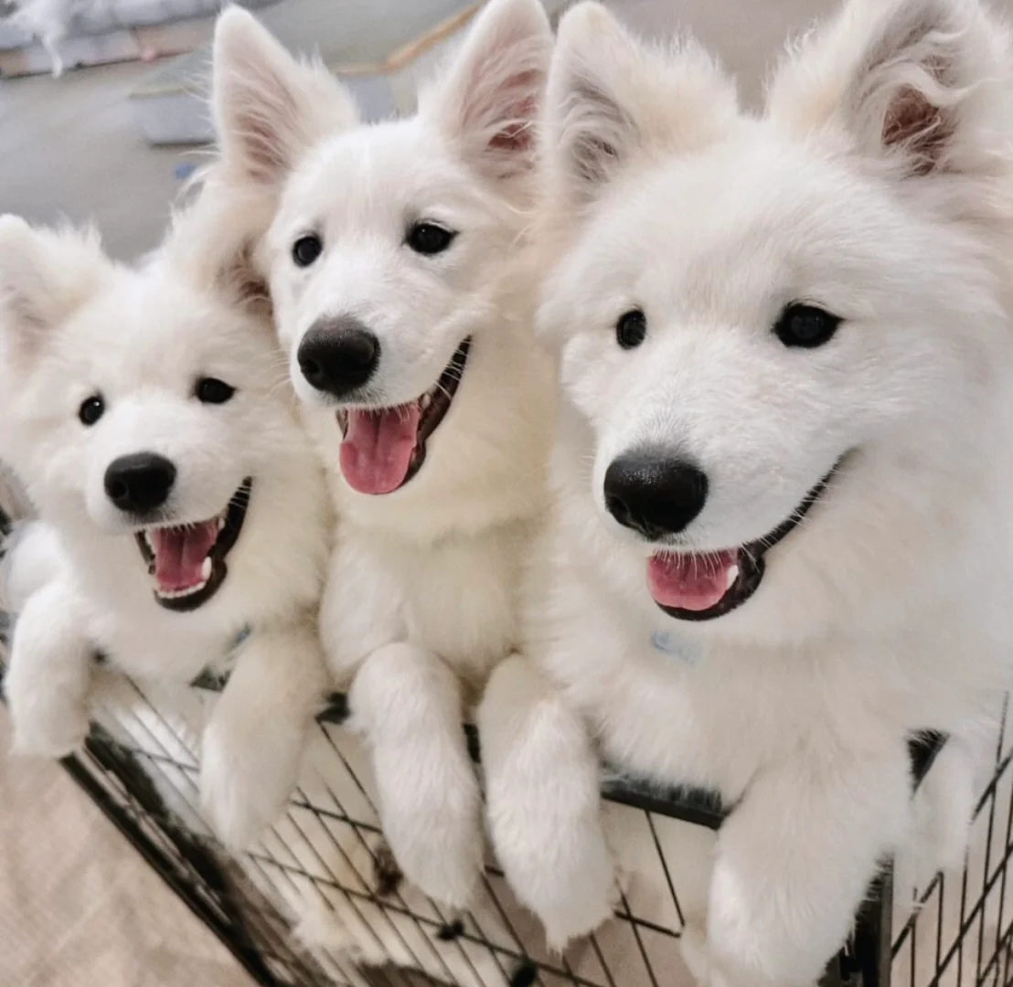 如果这三只大晚上的敲开你家的门，你怎么办