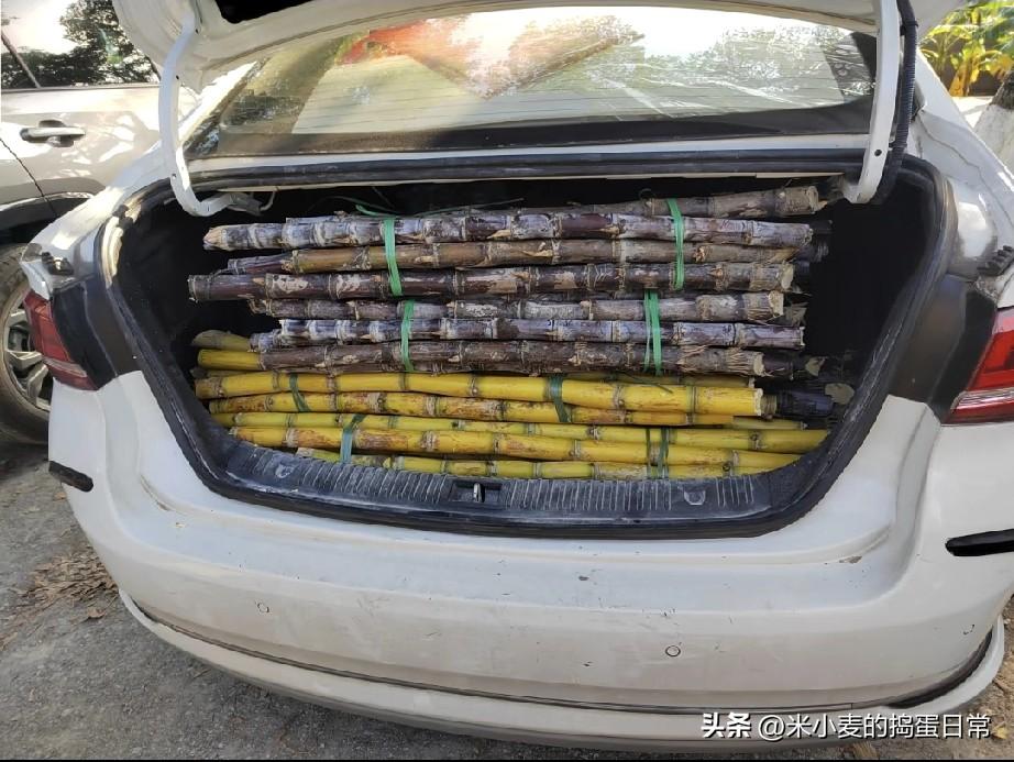 南沙甘蔗1元一根没人要!
我砍一车仅花45块，看完背后的心酸想落泪
 
刚从南沙