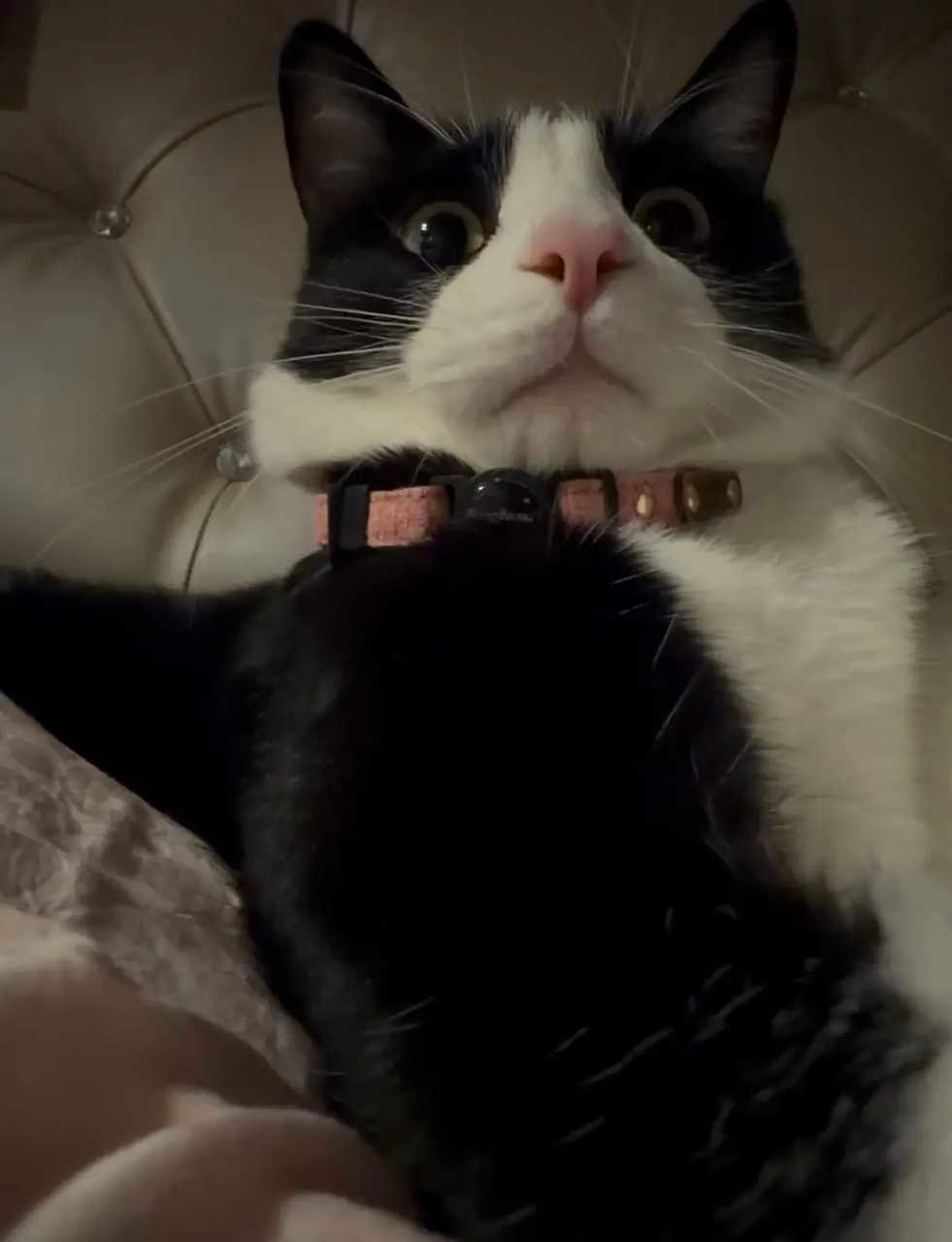 听说我会得到一个亲亲？daily奶牛猫 （投稿：） 