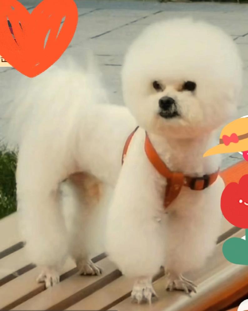 你能分享一张狗或小狗的可爱照片吗随手拍～