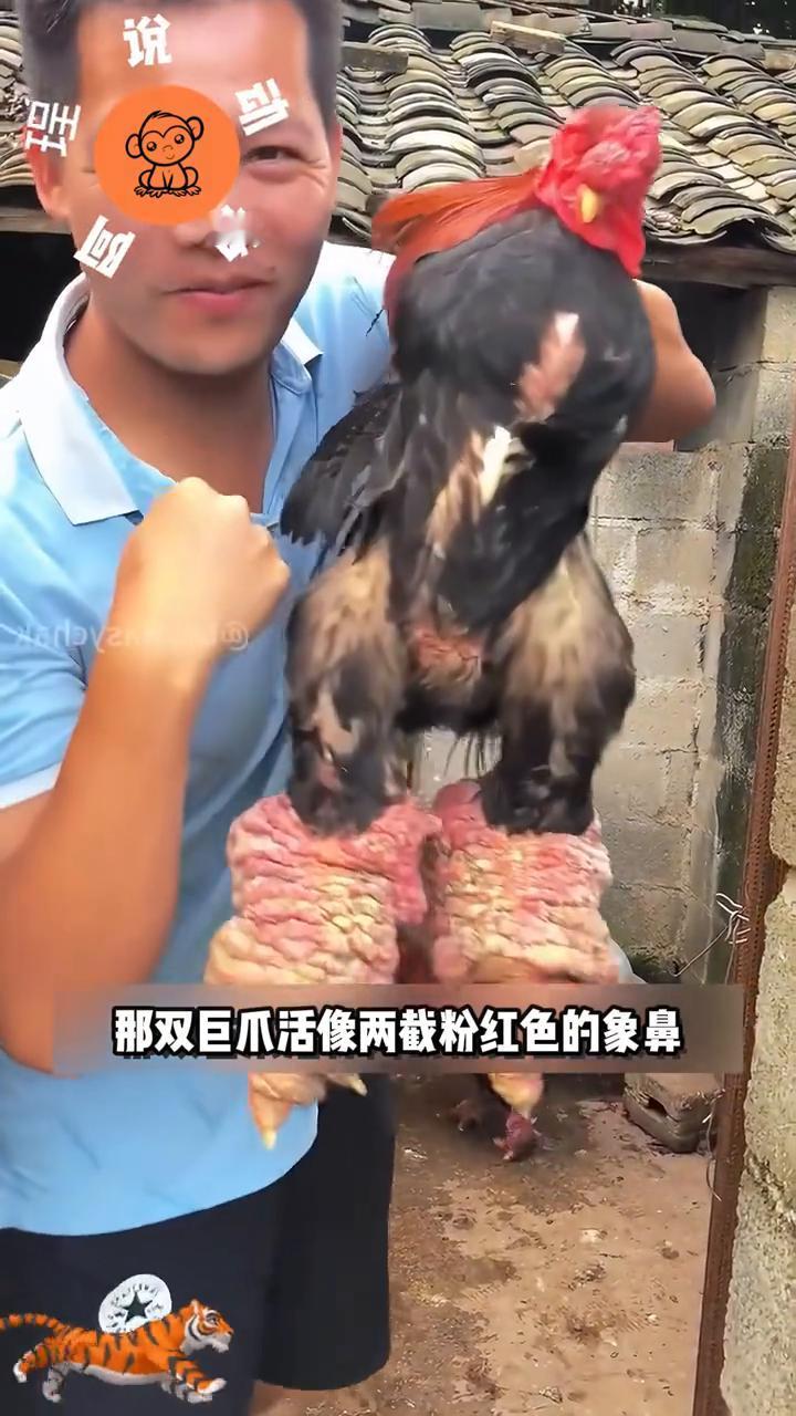 你见过脚比头还大的鸡吗？这种造型奇特的鸟类名叫东涛鸡，原产于越南，因拥有一双惊世