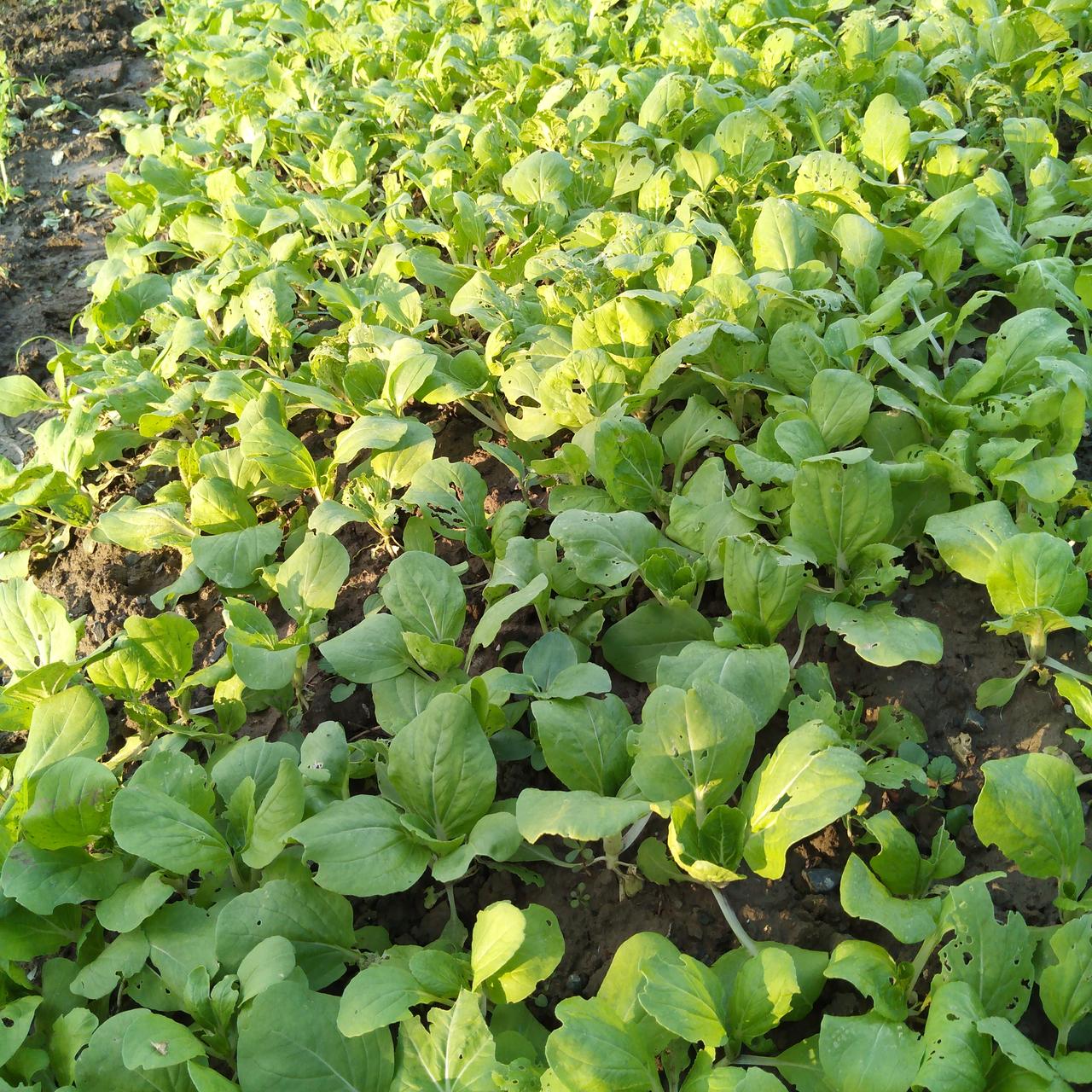 当下！可以种什么菜？

端阳伴着黄梅一起来了，6月结束，高温将至。

盛夏，种什