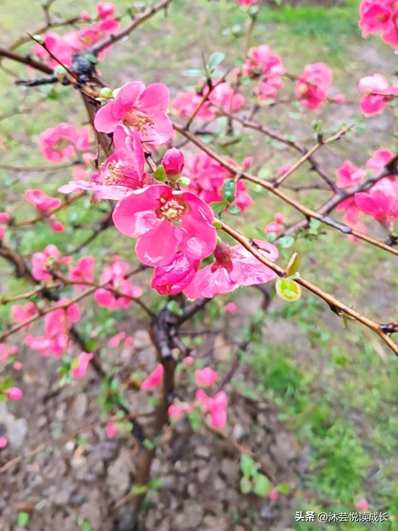 绝了！公园被问翻车，全靠它救场！🌸
 今天在公园拍花，被人问懵了！
旁边一位大
