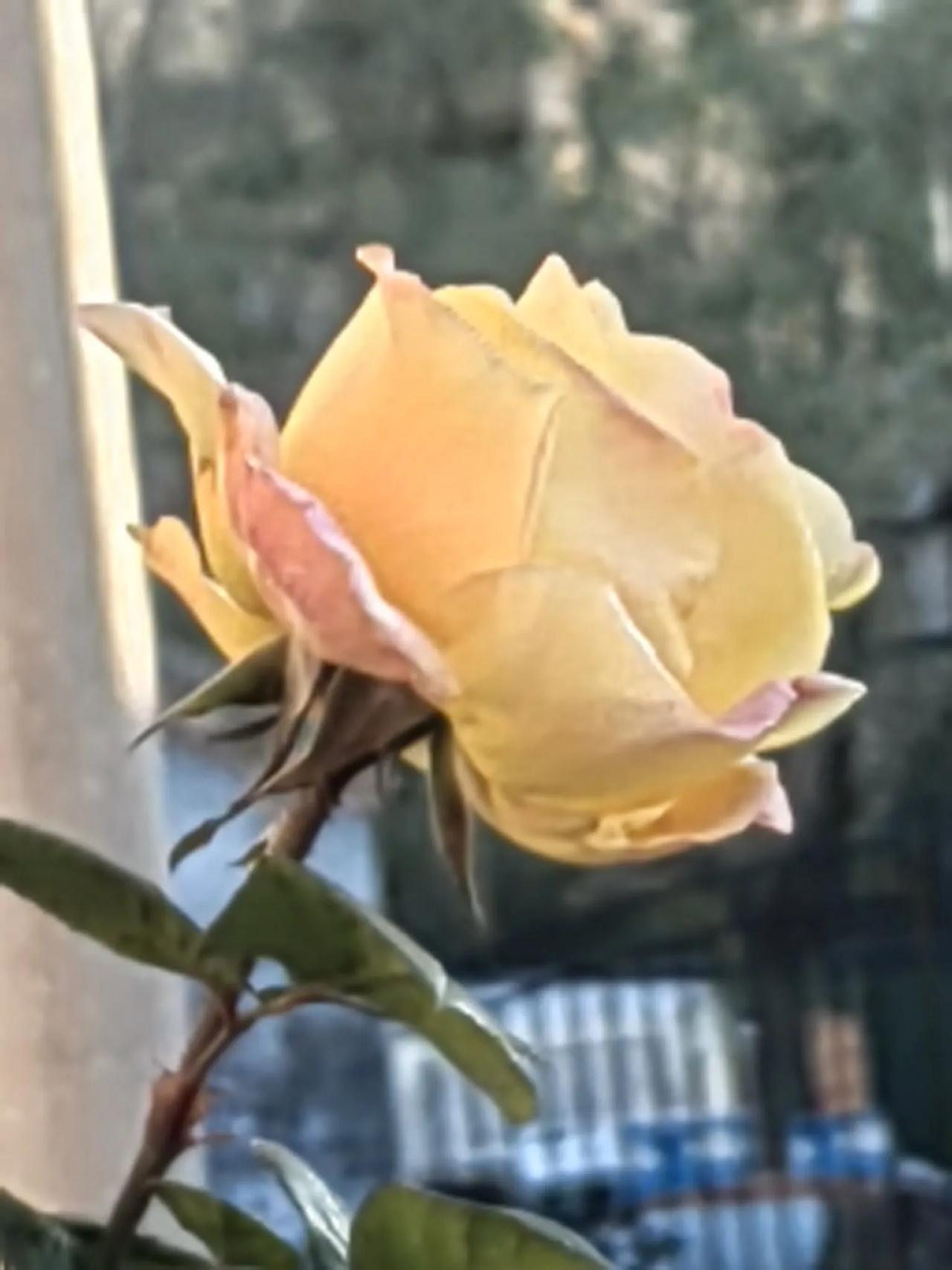 晒出你2024年度照片大雪都过了，院子里的花还开着。