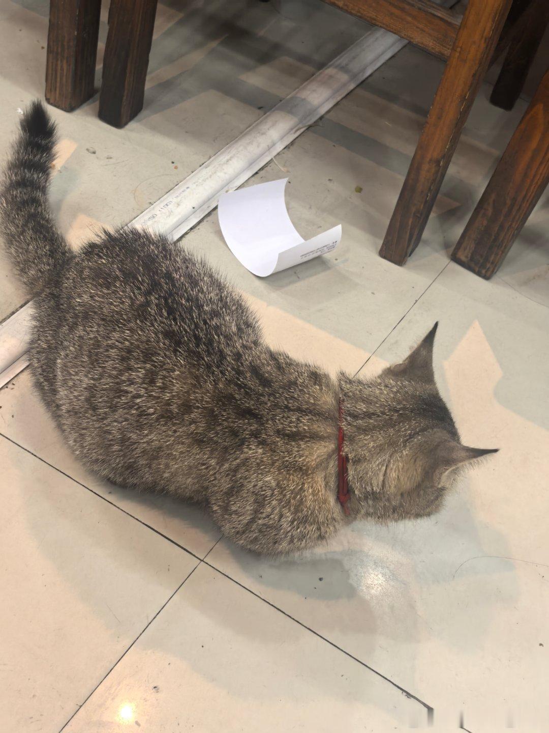等有钱买别墅了，一定要养只猫！