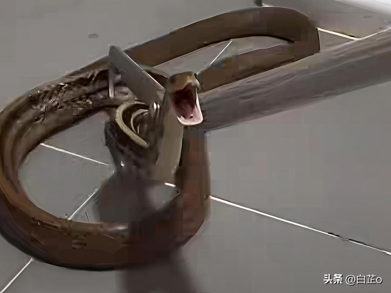 厕所门缝卡着两米大蛇！广东男子半分钟搞定，真正厉害的不是胆大
 
推开卫生间门，