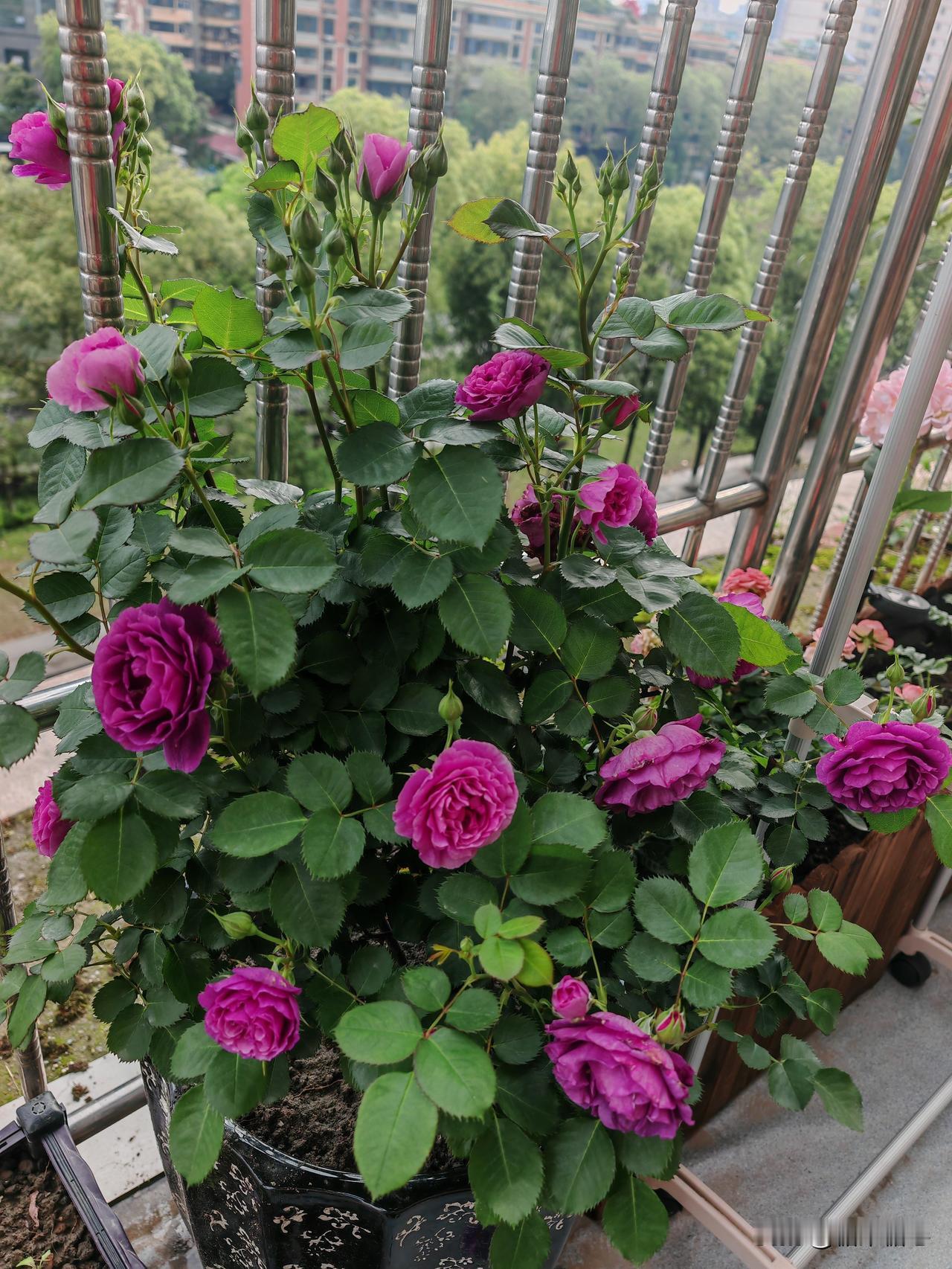 想看看你相册最近一张花的照片野花没有家花香。现在是枝繁叶茂的季节。