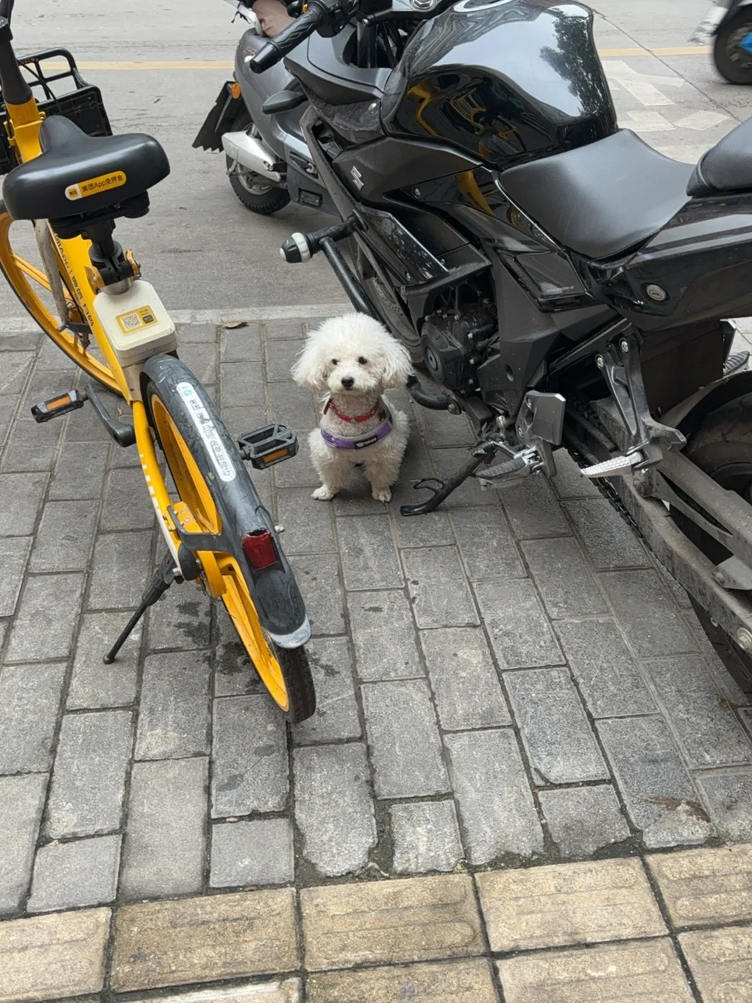 和人家的小狗好乖巧