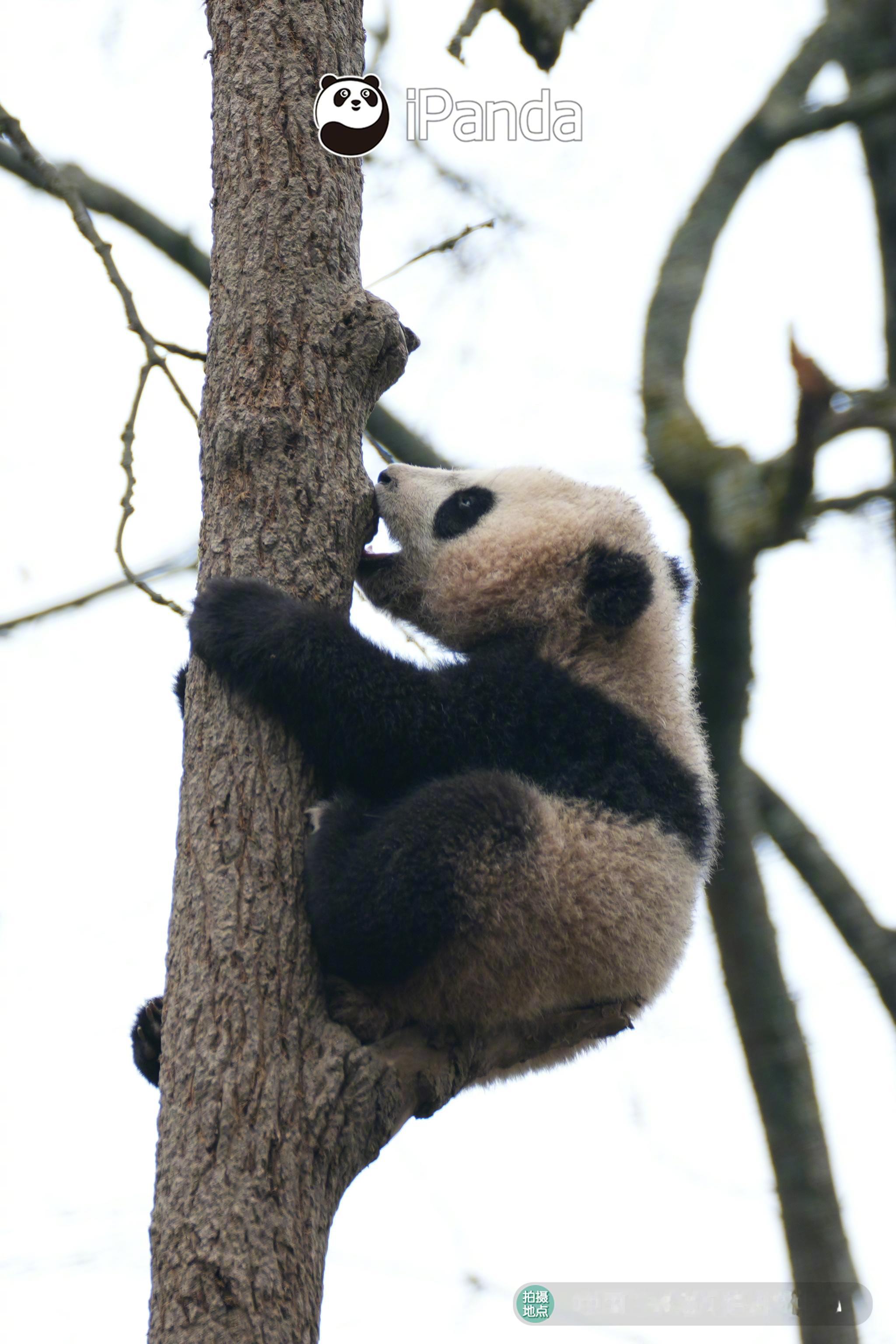 〃•  ֊  •〃ฅ传说中的“树懒熊”，再次重出江湖！大熊猫雅雅崽 熊猫趣图