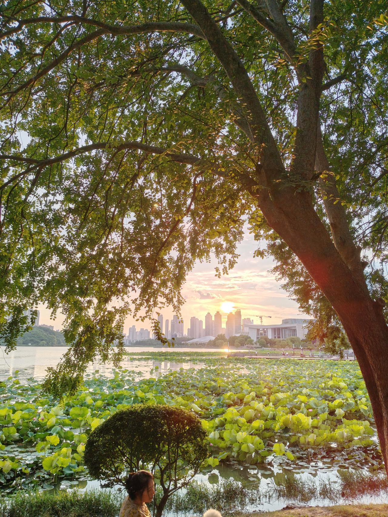 树影婆娑映碧波，夕阳如画入诗行。