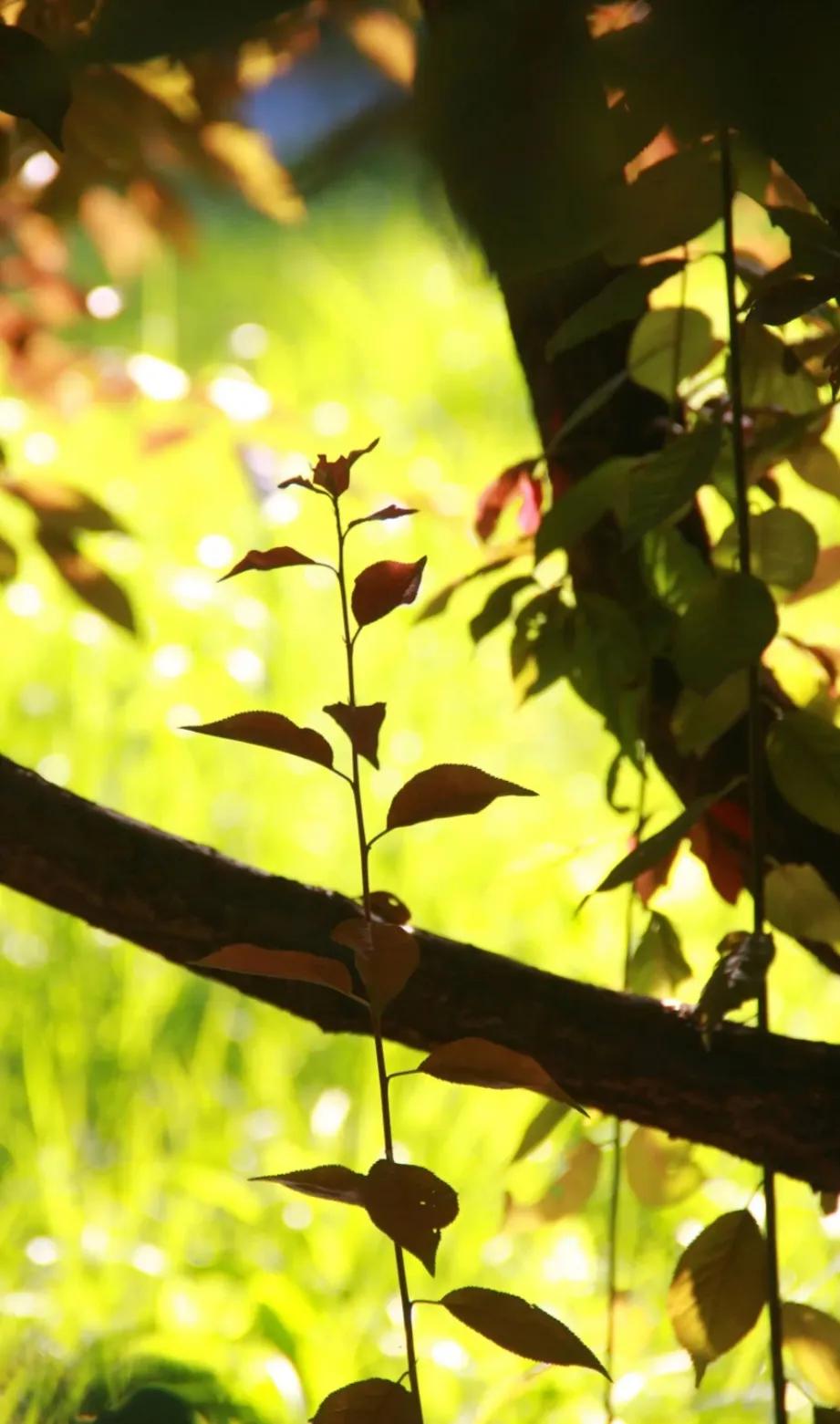 △金秋随笔△
金秋时节感清新，
只缘天气不再闷。
风雨喜来驱炎热，
阴阳交换酿温